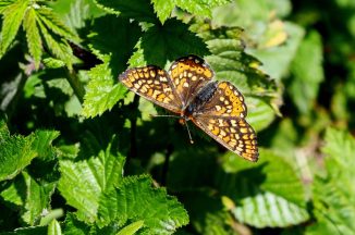 Joy as endangered butterfly returns to North Devon after restoration work on rare grassland